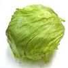 lechuga