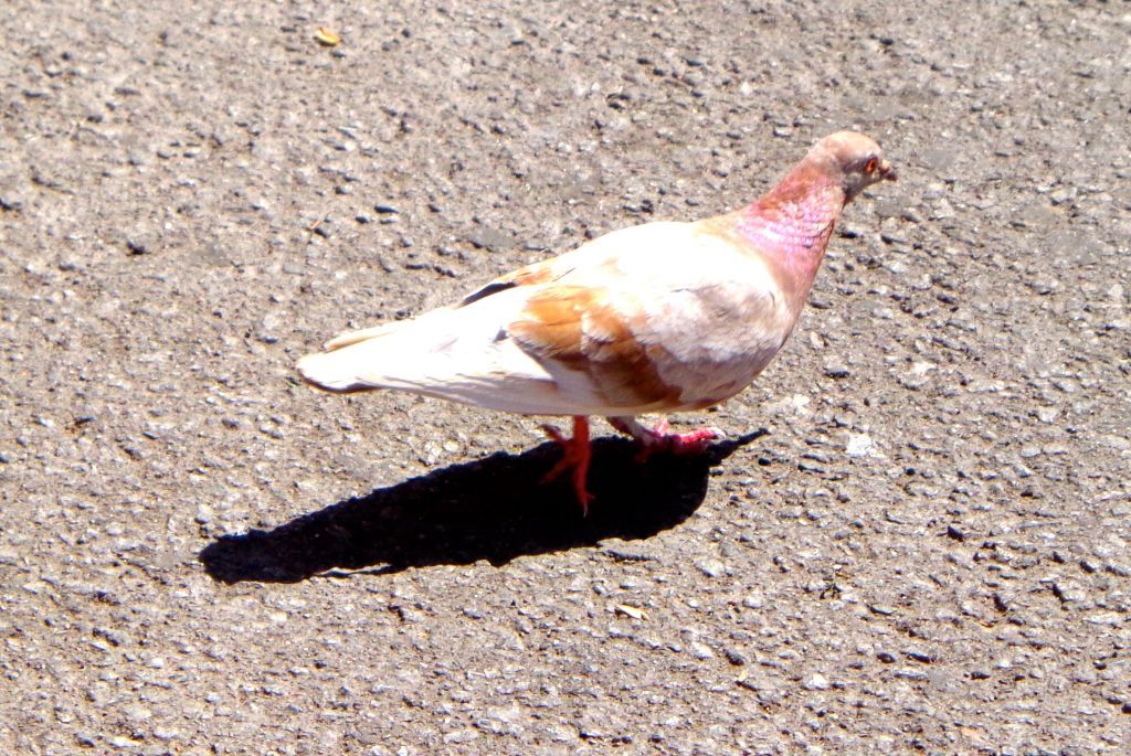 Pigeon1.jpg