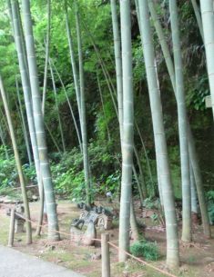 Bamboo
