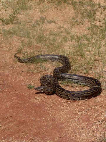 African rock python ( Python sebae )