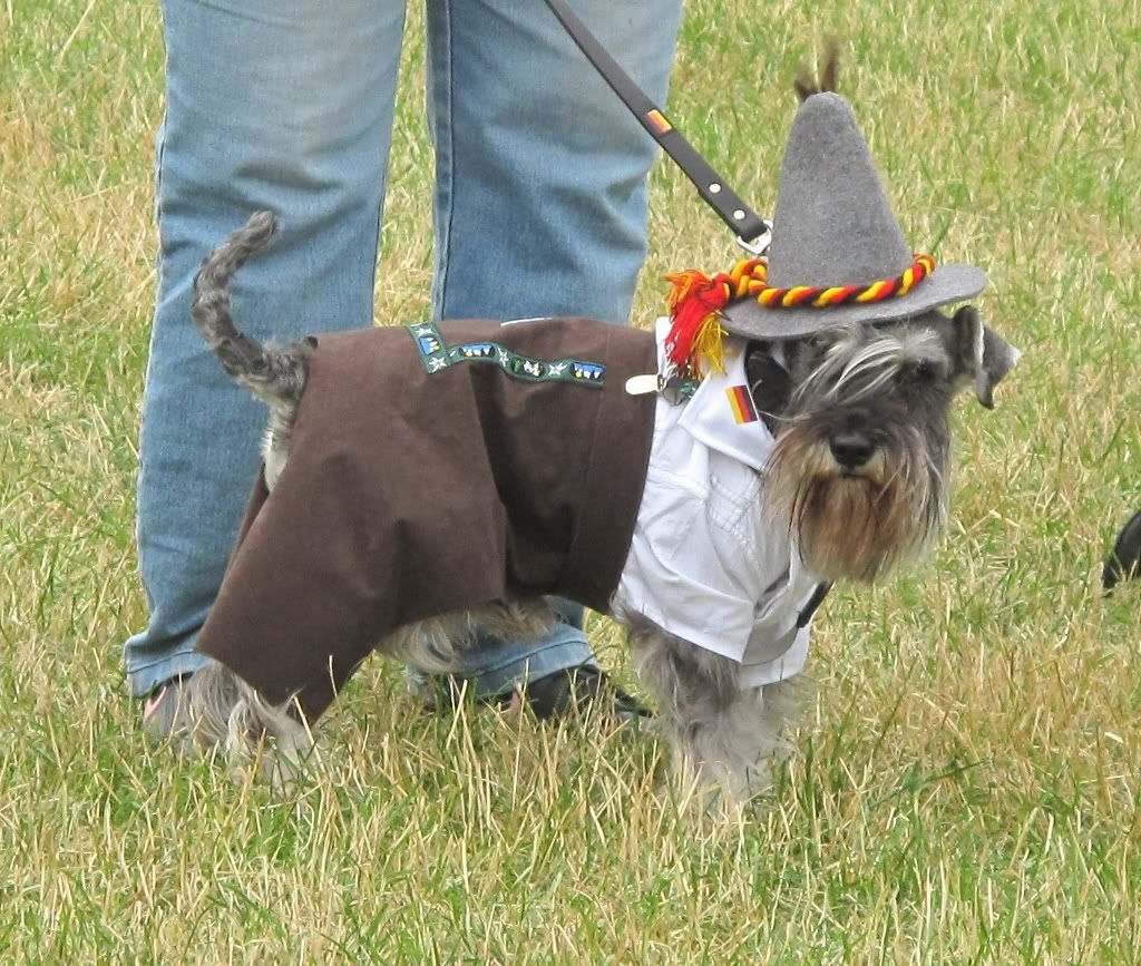 schnauzer fancy dress