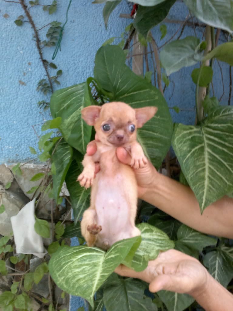 Chihuahua VÀ Poodle mini-siêu mini (Bỏ túi!) lông dài-ngắn thuầnchủng, Bán-Nhận phối giống. - 34