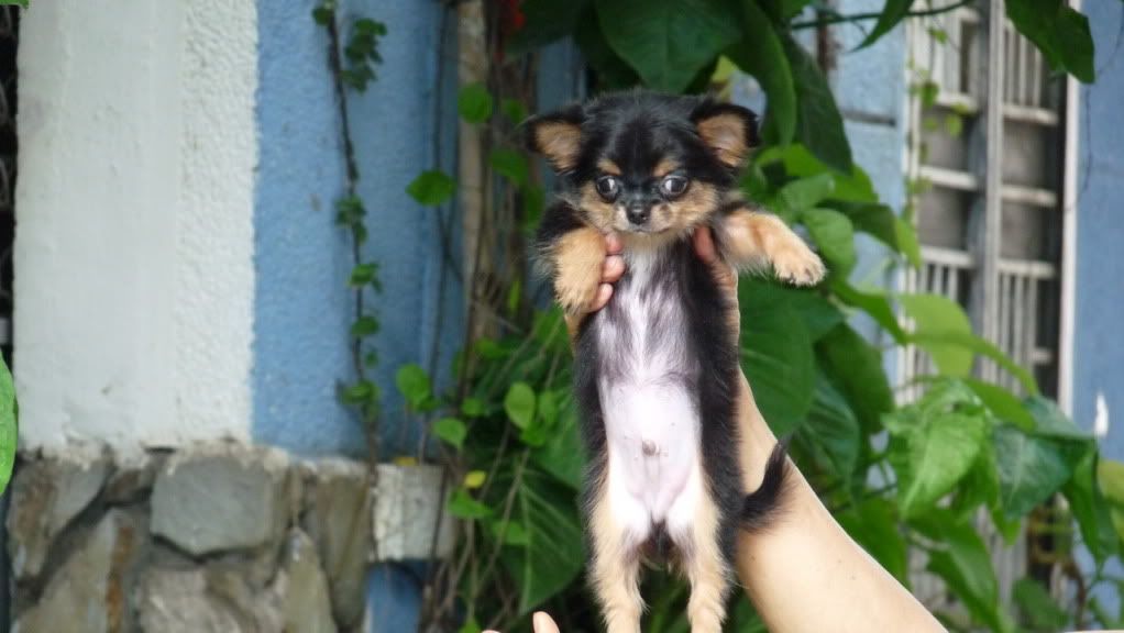 Chihuahua VÀ Poodle mini-siêu mini (Bỏ túi!) lông dài-ngắn thuầnchủng, Bán-Nhận phối giống. - 20