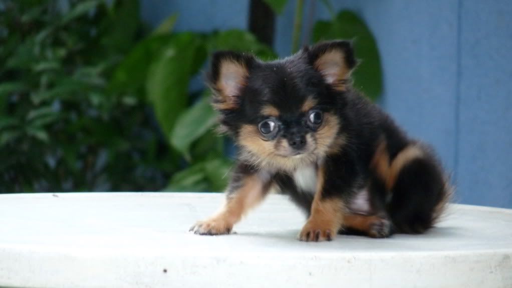 Chihuahua VÀ Poodle mini-siêu mini (Bỏ túi!) lông dài-ngắn thuầnchủng, Bán-Nhận phối giống. - 21