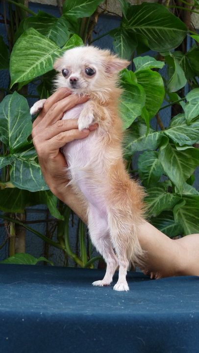 Chihuahua VÀ Poodle mini-siêu mini (Bỏ túi!) lông dài-ngắn thuầnchủng, Bán-Nhận phối giống. - 23