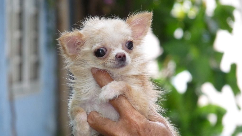 Chihuahua VÀ Poodle mini-siêu mini (Bỏ túi!) lông dài-ngắn thuầnchủng, Bán-Nhận phối giống. - 22