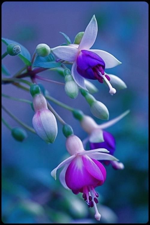  photo 164486_584718628220848_1707263305_n_zps90f91d18.jpg