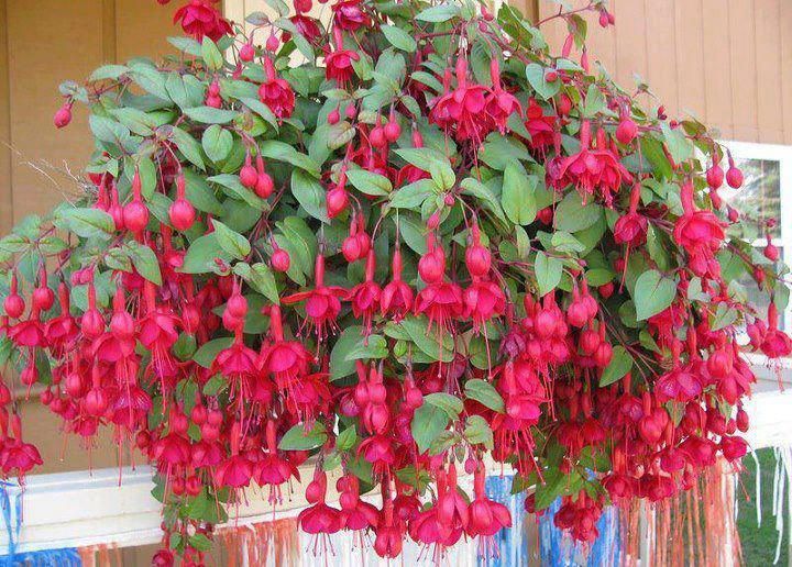  photo 379188_584717841554260_198663346_n_zpsbb421cf6.jpg