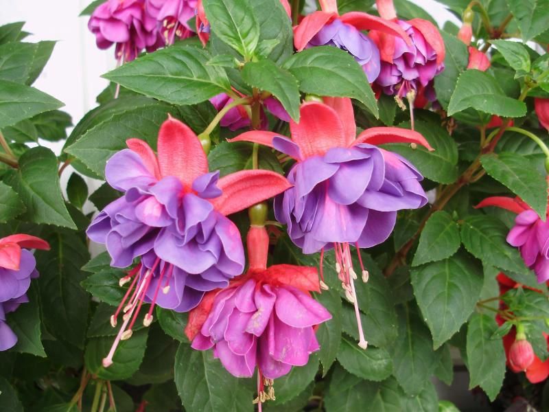  photo 67428_584717621554282_2144278324_n1_zpsad6ab273.jpg