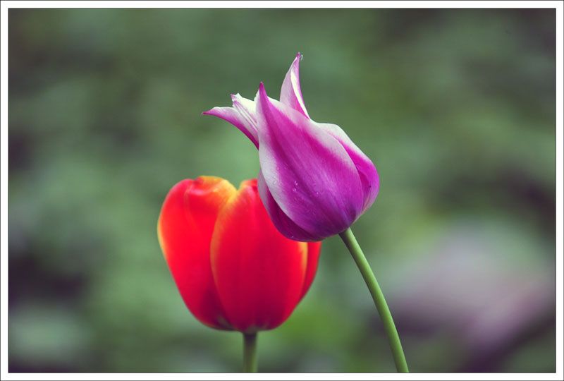 flowers photo: Tulipa-46 7897_Tulipa-46_zpsf1da22ee.jpg