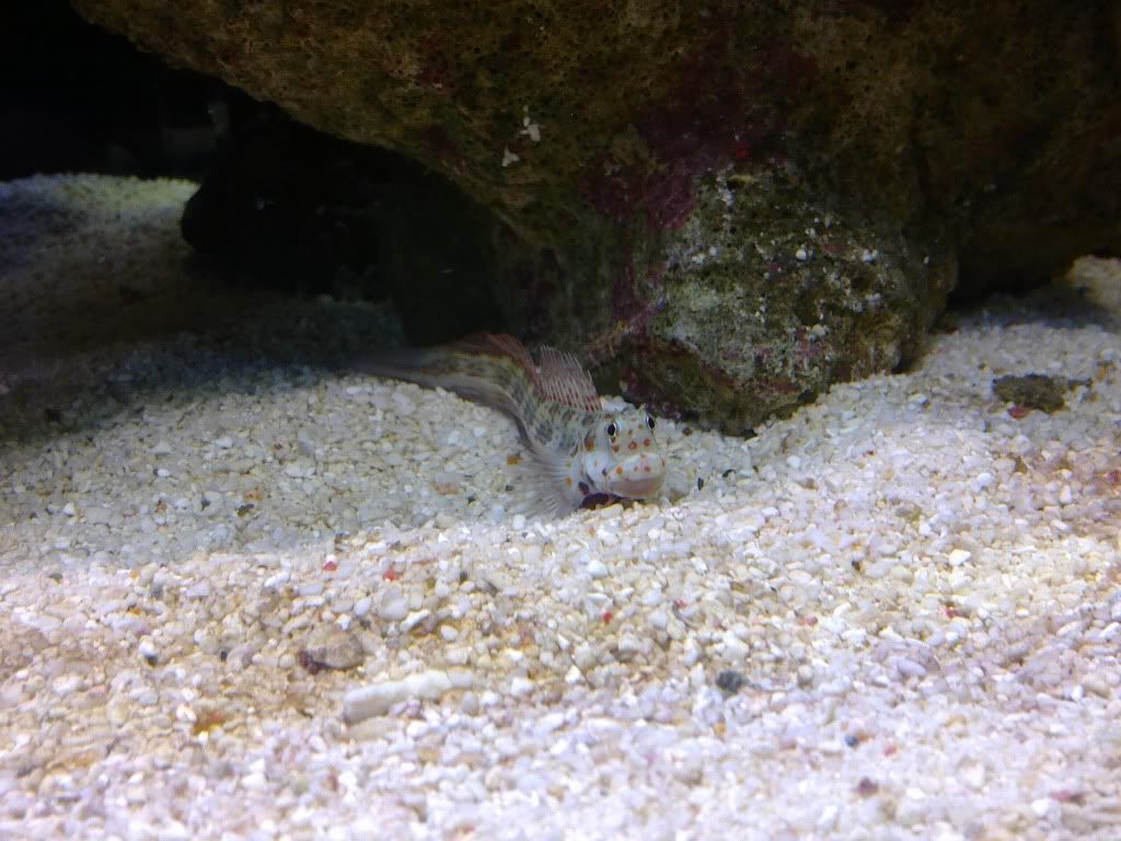 flymo blenny