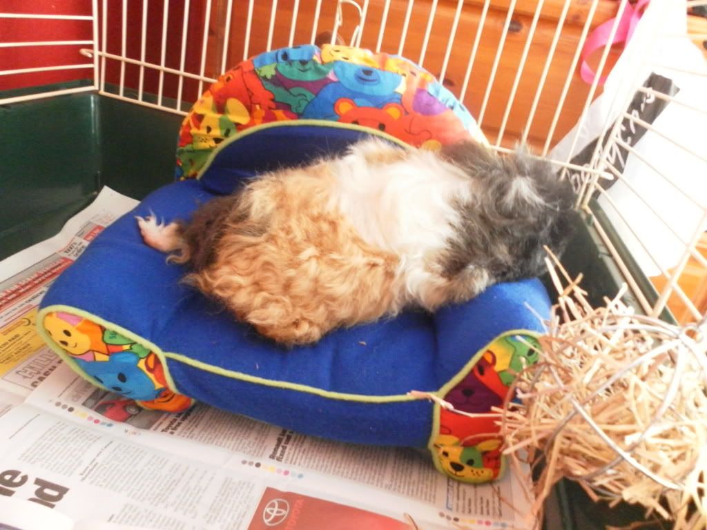 Guinea Pig Furniture