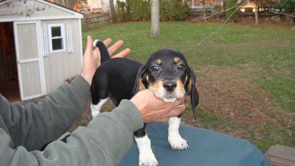 skyview beagles for sale