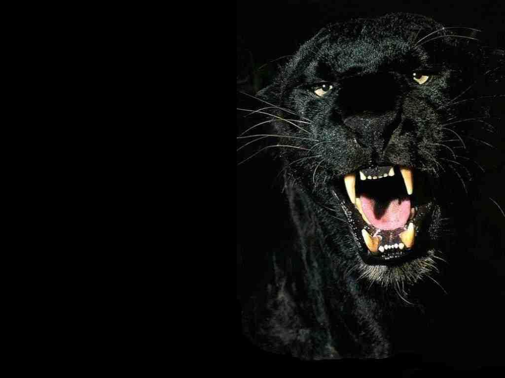 Black-Panthers-black-panthers-31170206-1024-768.jpg