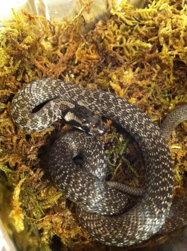 Cheapest snake you own? Reptile Forums