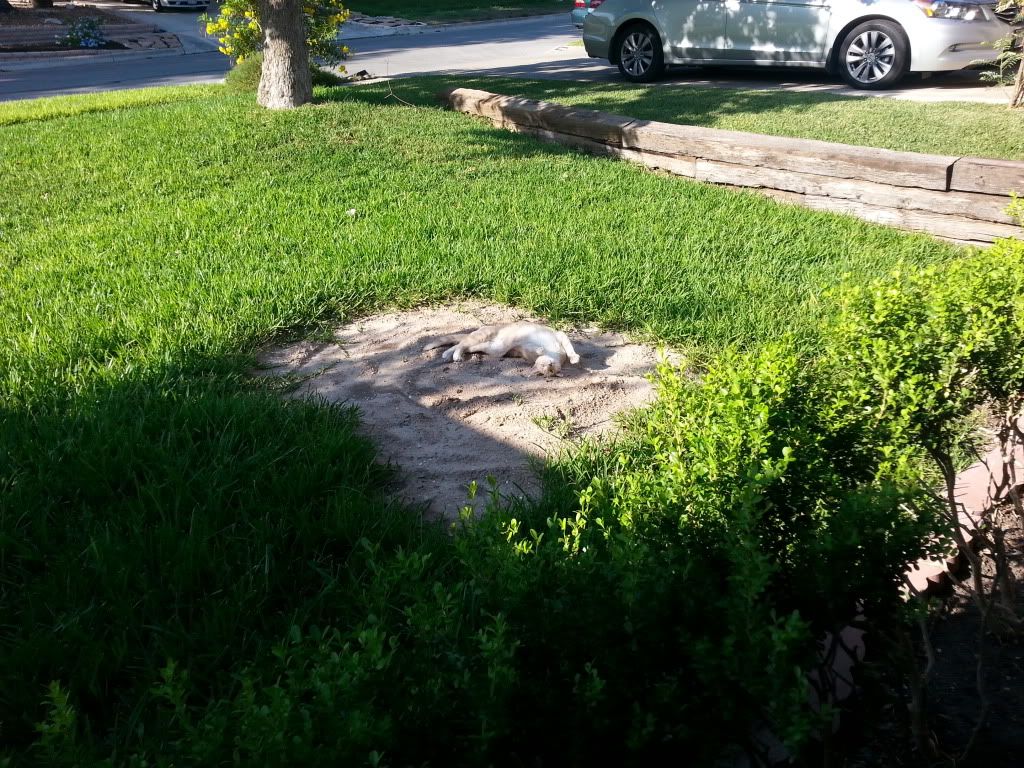 photo 20130925_171837_zpse50cbb02.jpg