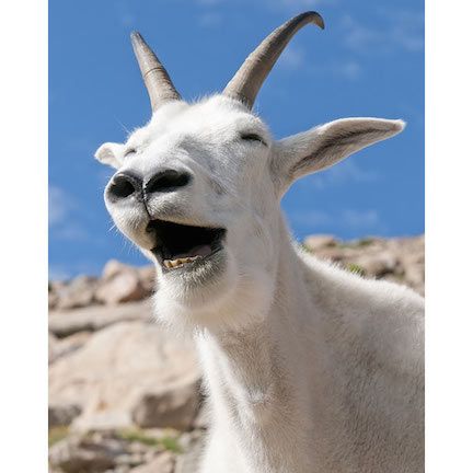 laughing-goat.jpg