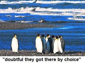  photo penguins.jpg