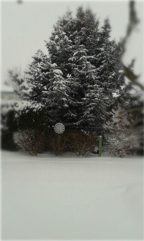 Beautiful big fluffy flakes falling this morning