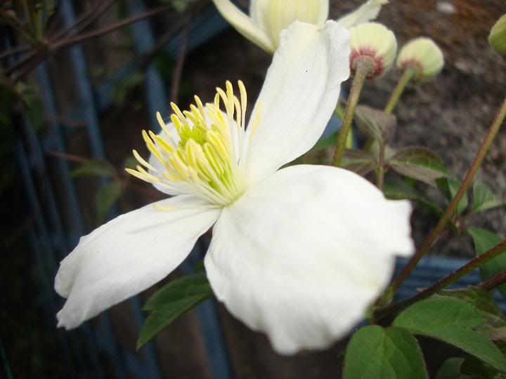 ClematisMontanaGrandiflora2.jpg