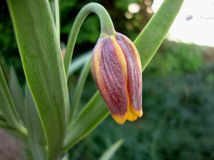 FioreFritillariaUvavulpis.jpg