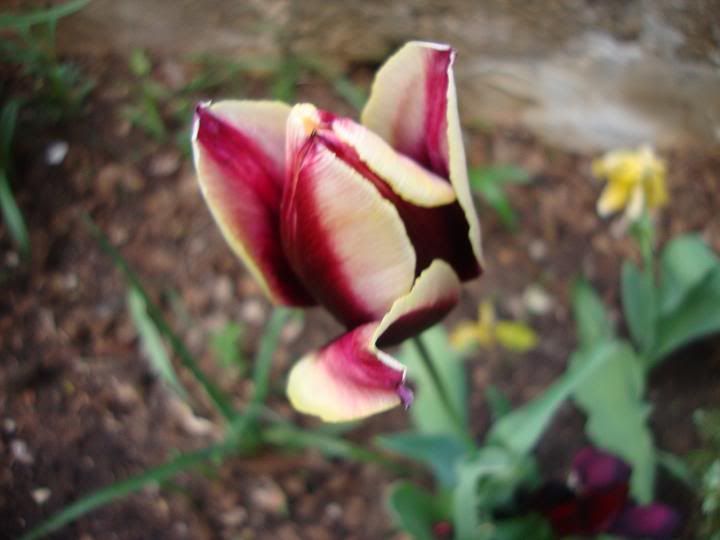 Tulipano1.jpg