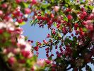 A Heart-shaped Branch in the Sky