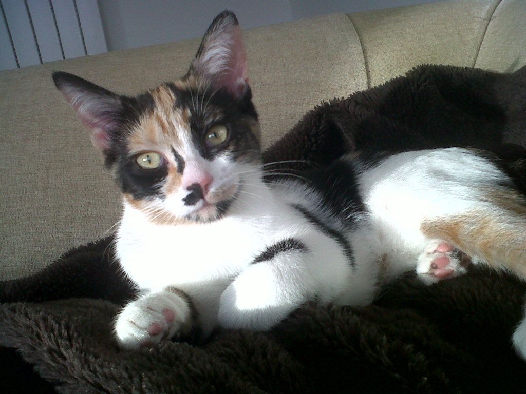 Smudge10-10-12.jpg