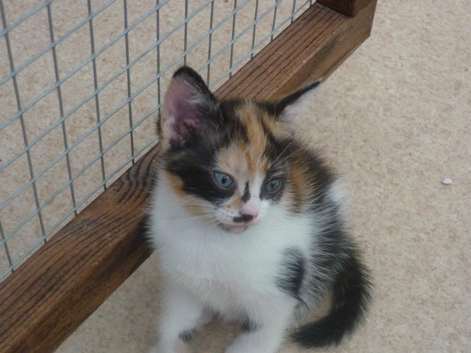 kittenX.jpg