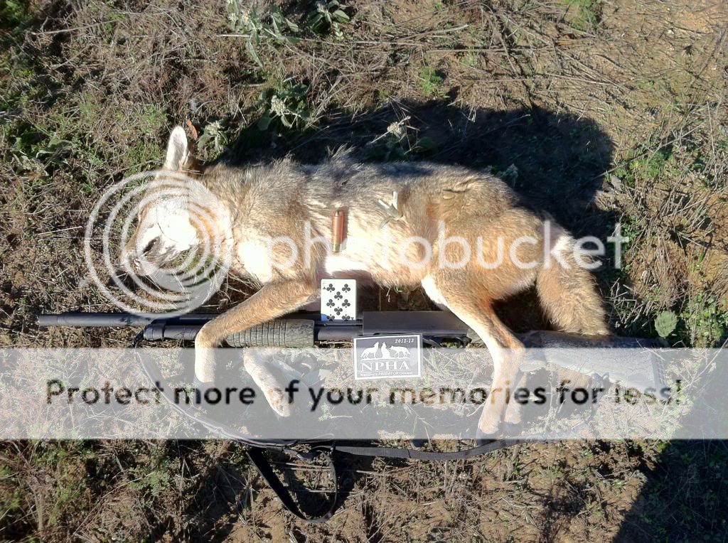 Coyote Hunting With A Shotgun Texas Hunting Forum